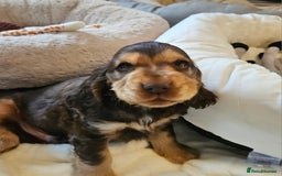 Cocker Spaniel dogs for sale: 🐾 KC Show Cocker Puppies 💛 Fully Health Tested  - Image 4