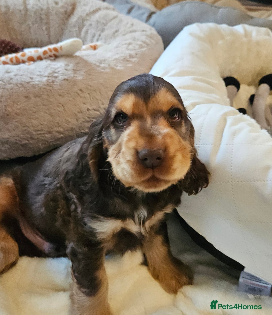 Cocker Spaniel dogs for sale: 🐾 KC Show Cocker Puppies 💛 Fully Health Tested  - Image 4