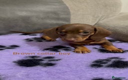 Miniature Dachshund dogs for sale: 3 chocolate and tan miniature dachshund puppies - Image 7