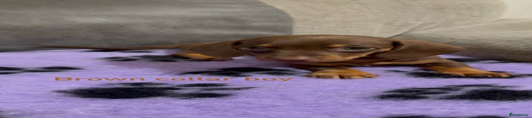 Chocolate and tan boy (brown collar) 