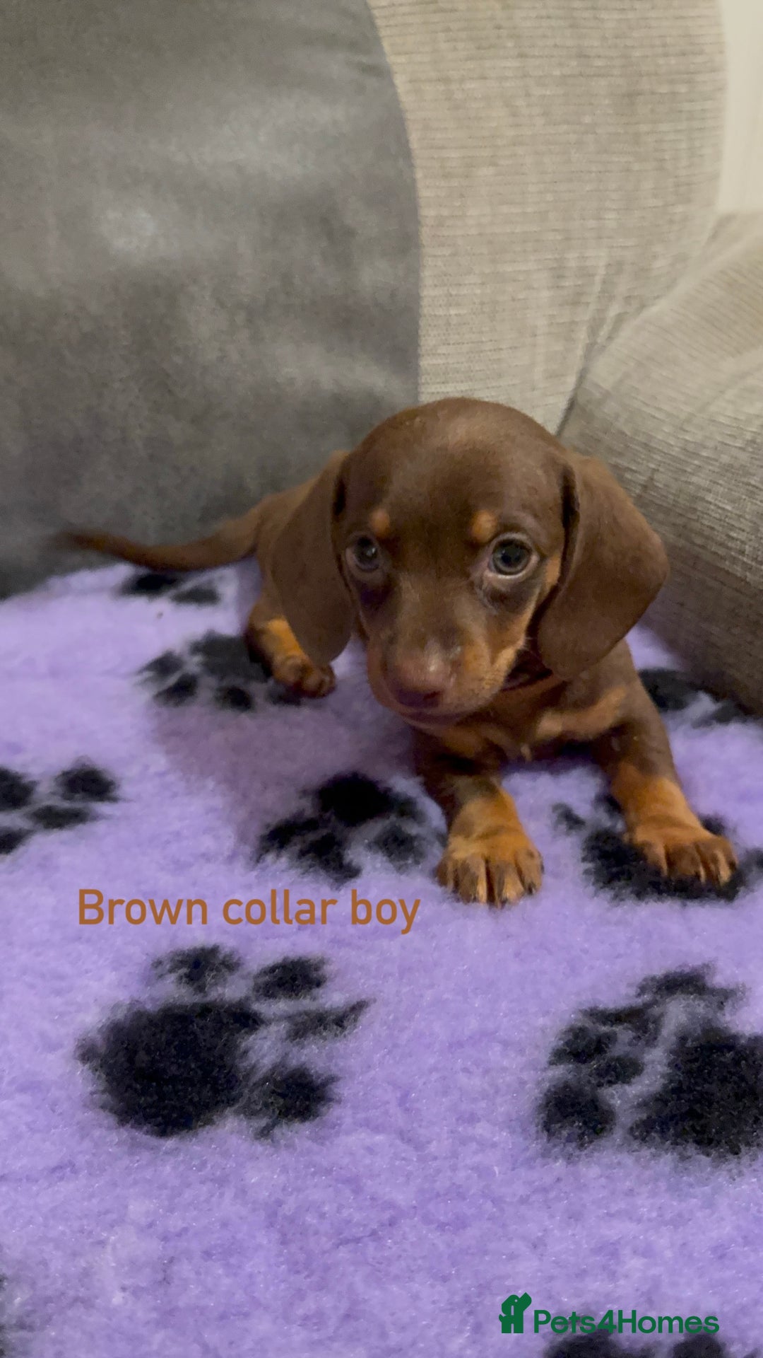 Miniature Dachshund dogs for sale: 3 chocolate and tan miniature dachshund puppies - Image 7