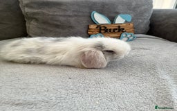 Mini Lop rabbits for sale: Mini Lop baby ready to leave - Image 4