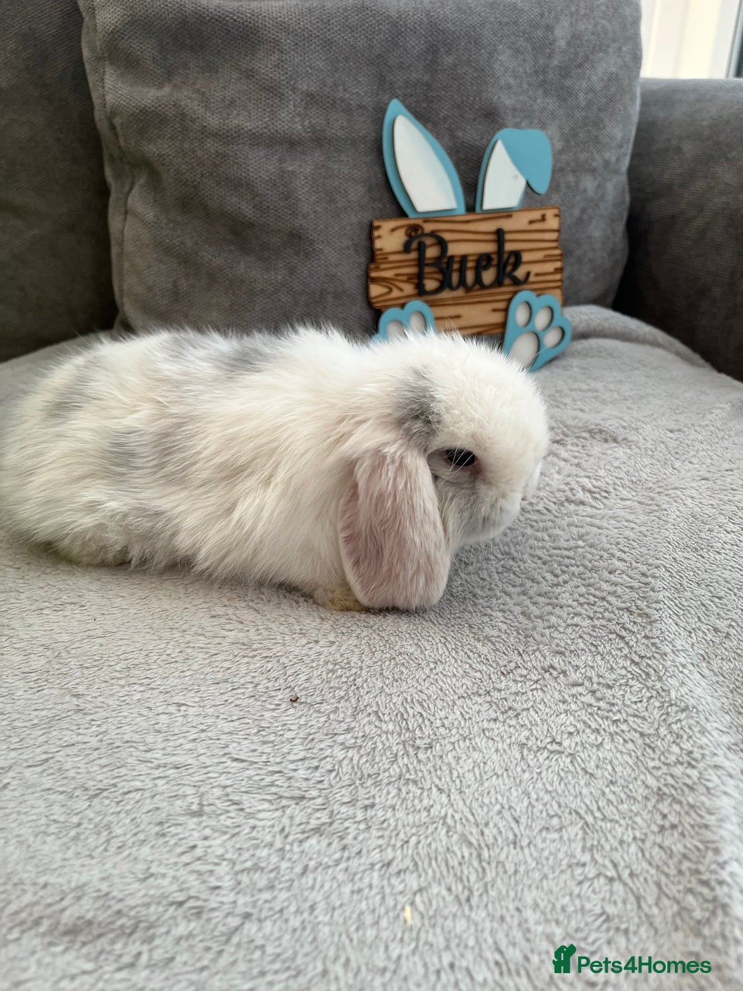 Mini Lop rabbits for sale: Mini Lop baby ready to leave - Image 4
