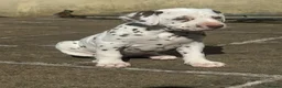 Dalmatian dogs for sale: Gorgeous Dalmatian Puppies - Advert 8
