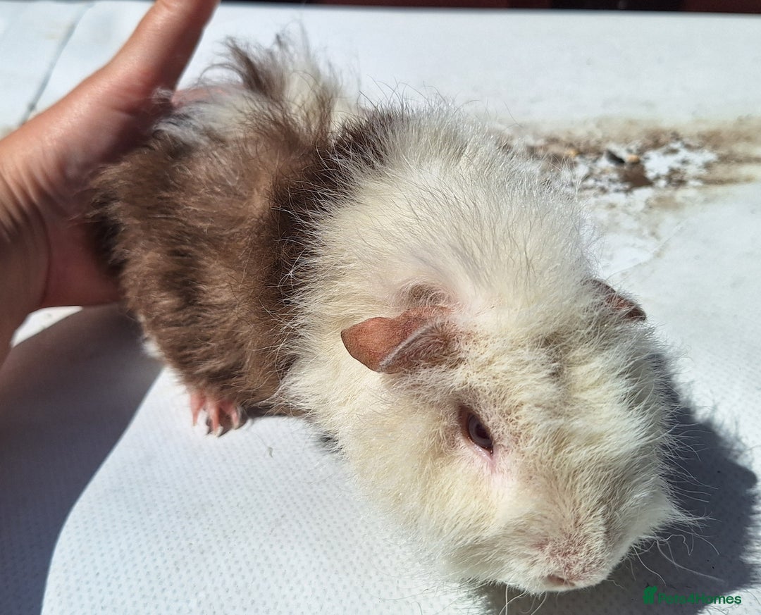 Guinea Pig rodents for sale: Beautiful Guinea Pigs For Sale (as the pair) in Nuneaton - Image 1