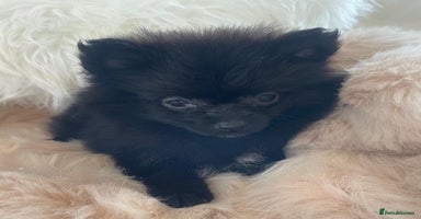 Pomeranian dogs - Advert 2
