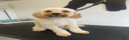 Cockapoo dogs for sale: Beautiful Hudson needs a loving forever home  - Advert 10