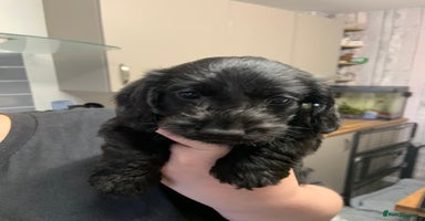 Doxiepoo dogs - Advert 11