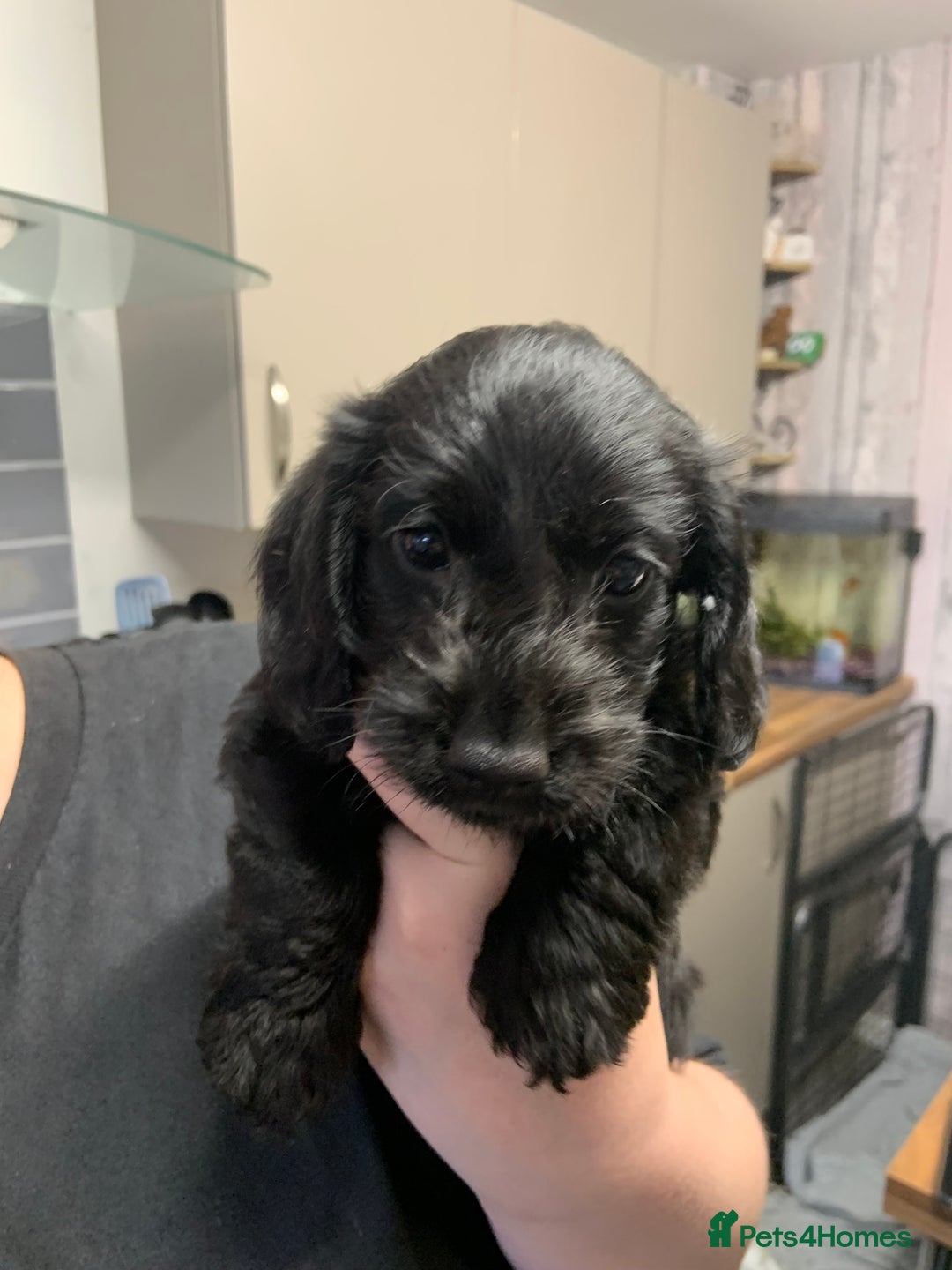 Doxiepoo dogs for sale: Gorgeous Doxipoo puppies  - Image 3