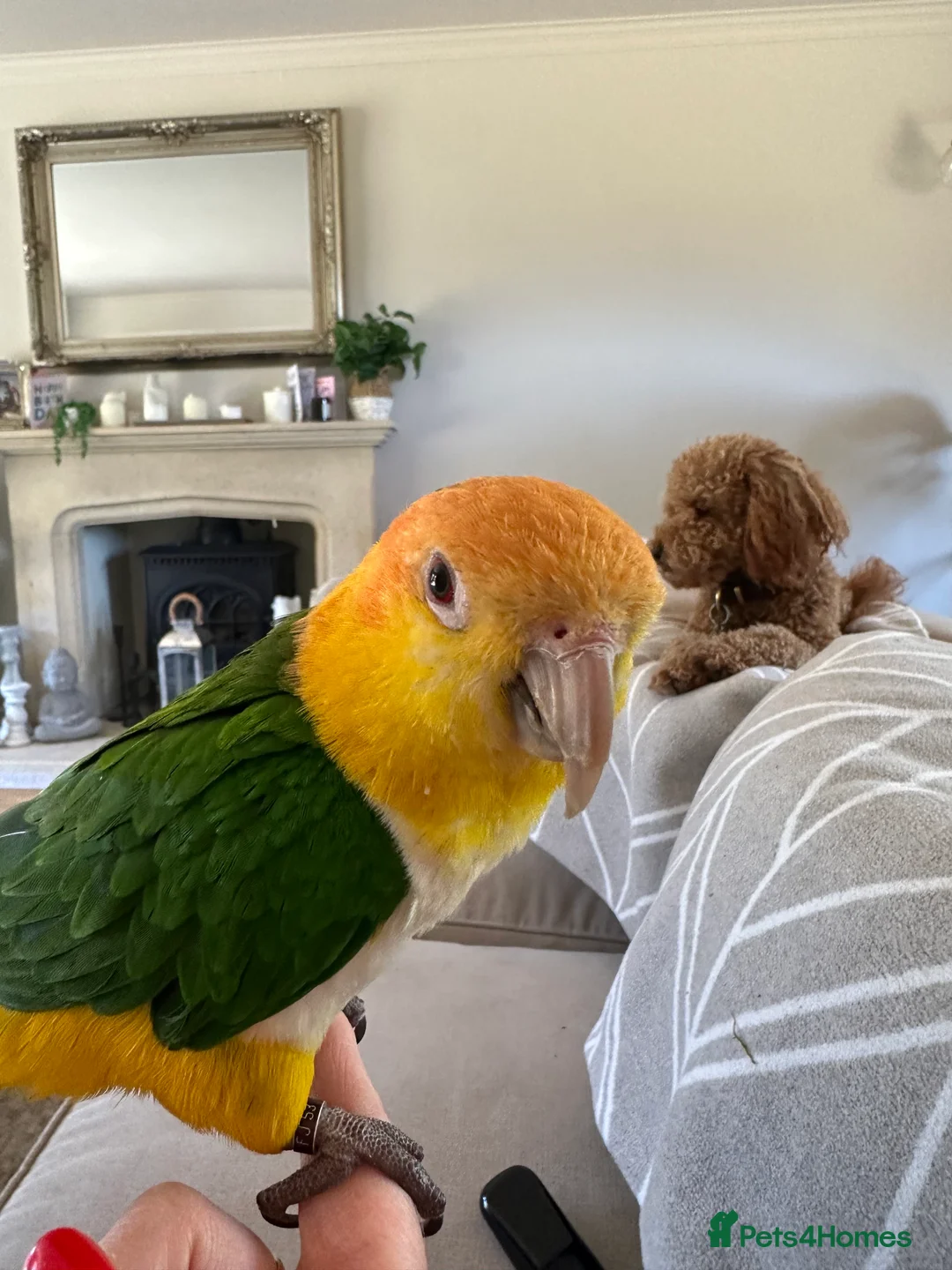 Parakeets birds for sale: Beautiful Tame Caique-Full Setup Available - Advert 4