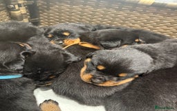 Rottweiler dogs for sale: Rottweiler puppies for sale  - Image 3