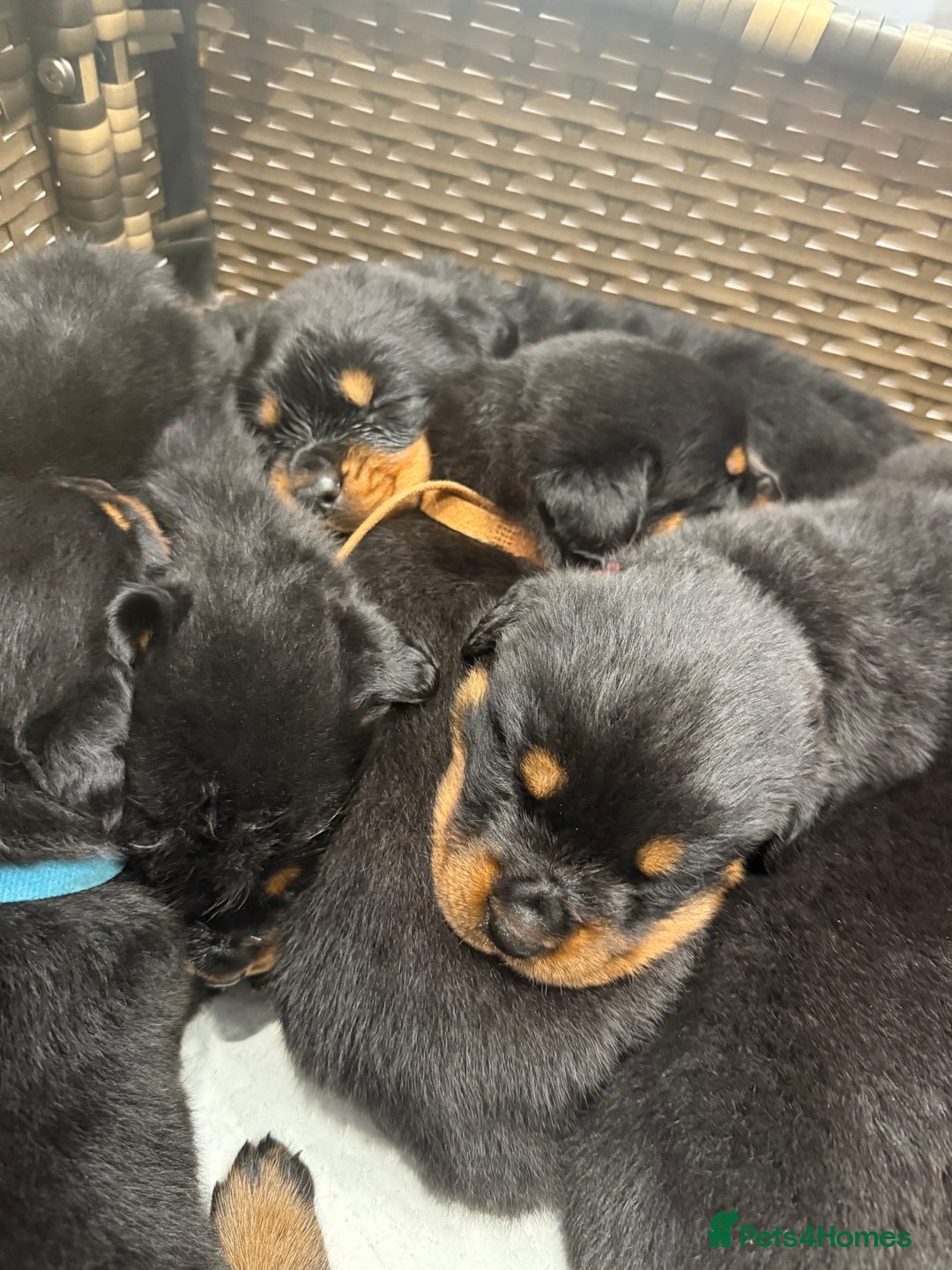 Rottweiler dogs for sale: Rottweiler puppies for sale  - Image 3