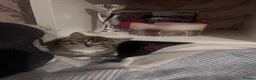 British Shorthair cats for sale: Tabby British shorthair kittens  - Advert 17