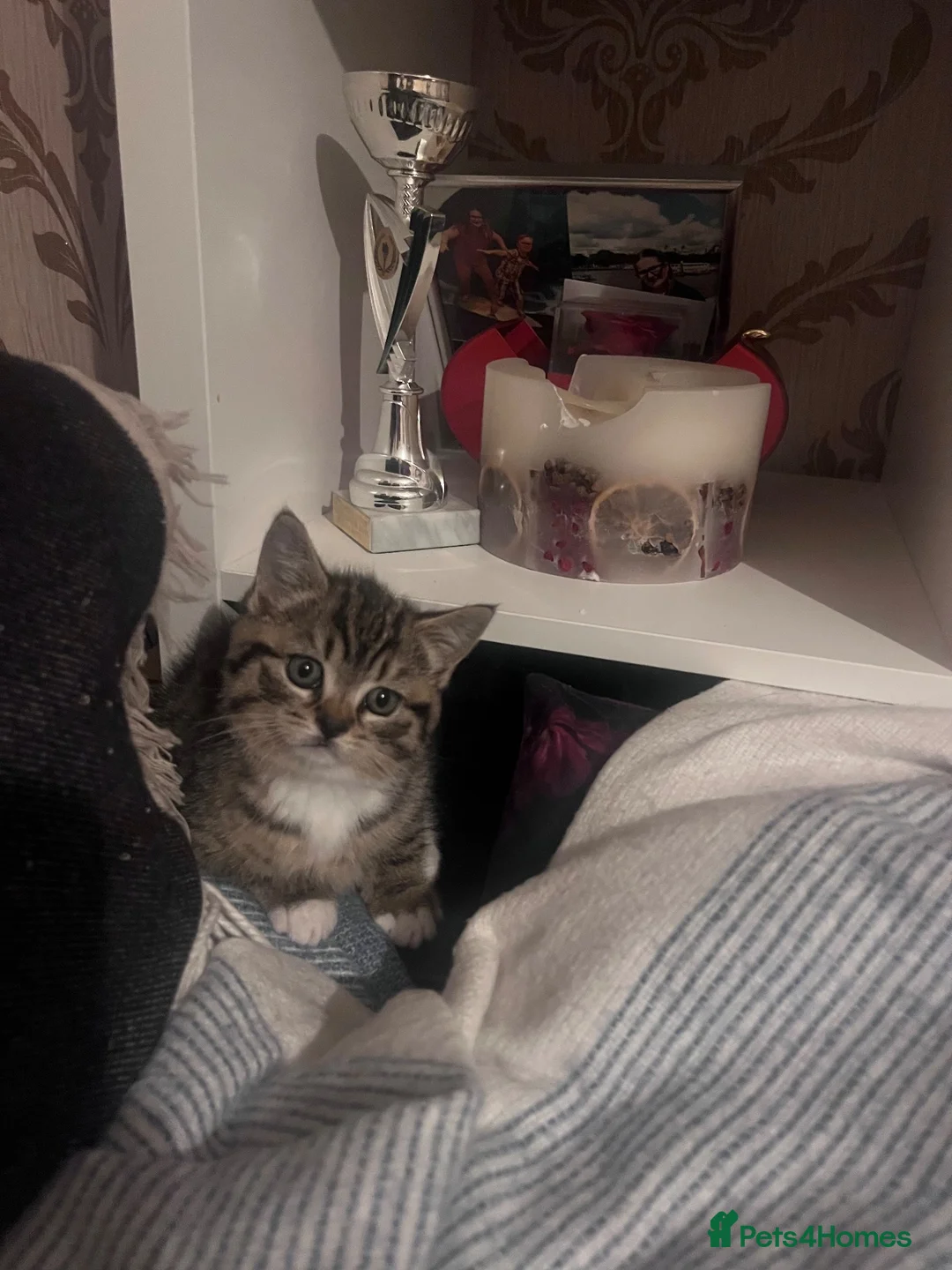 British Shorthair cats for sale: Tabby British shorthair kittens  - Advert 17