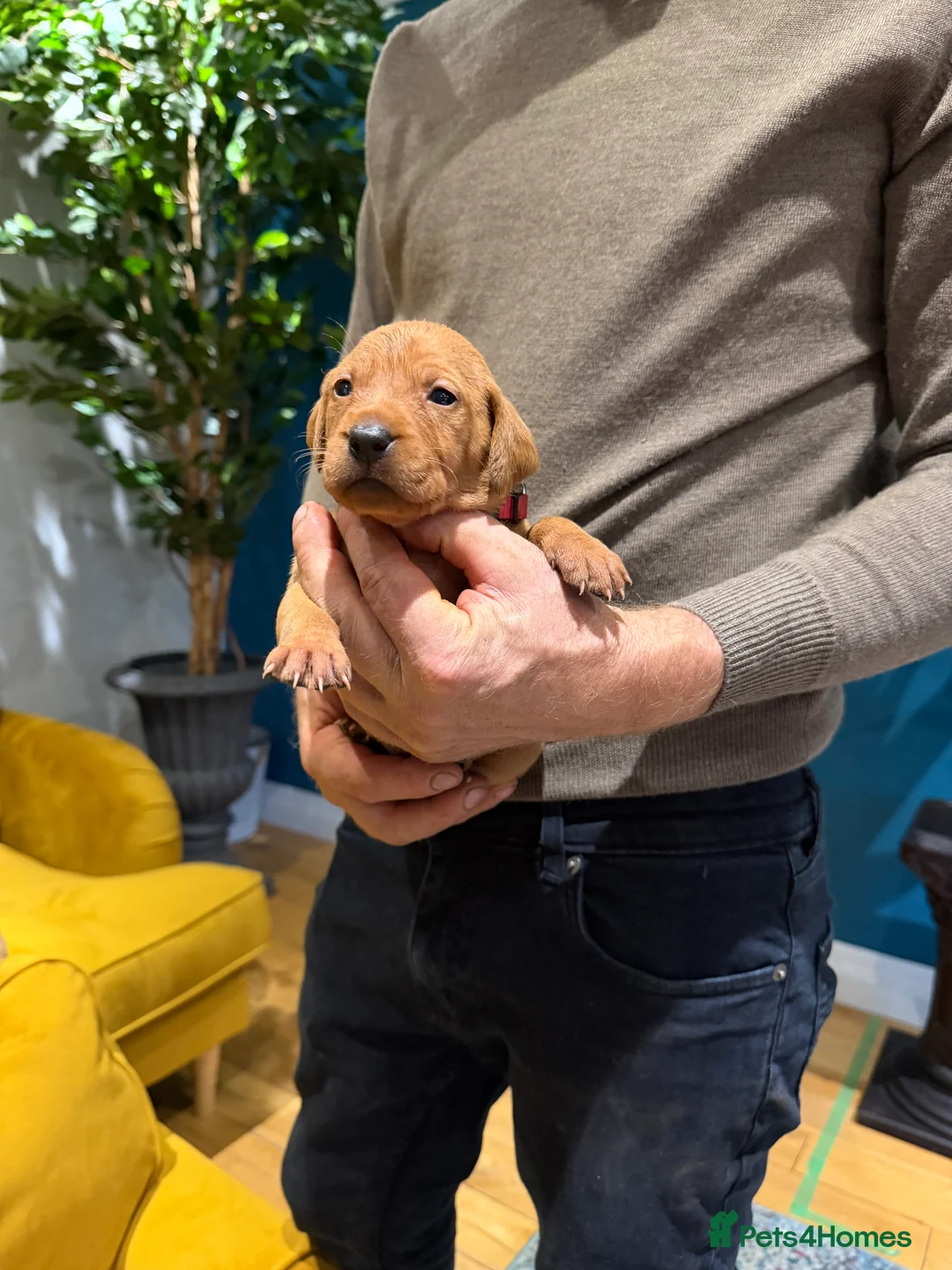 Mixed Breed dogs for sale: Vizslador Puppies (Hungarian Vizsla x Fox Red Lab) - Advert 15
