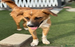 Mixed Breed dogs for adoption: Sweet Armin looking for LOvE - Image 4