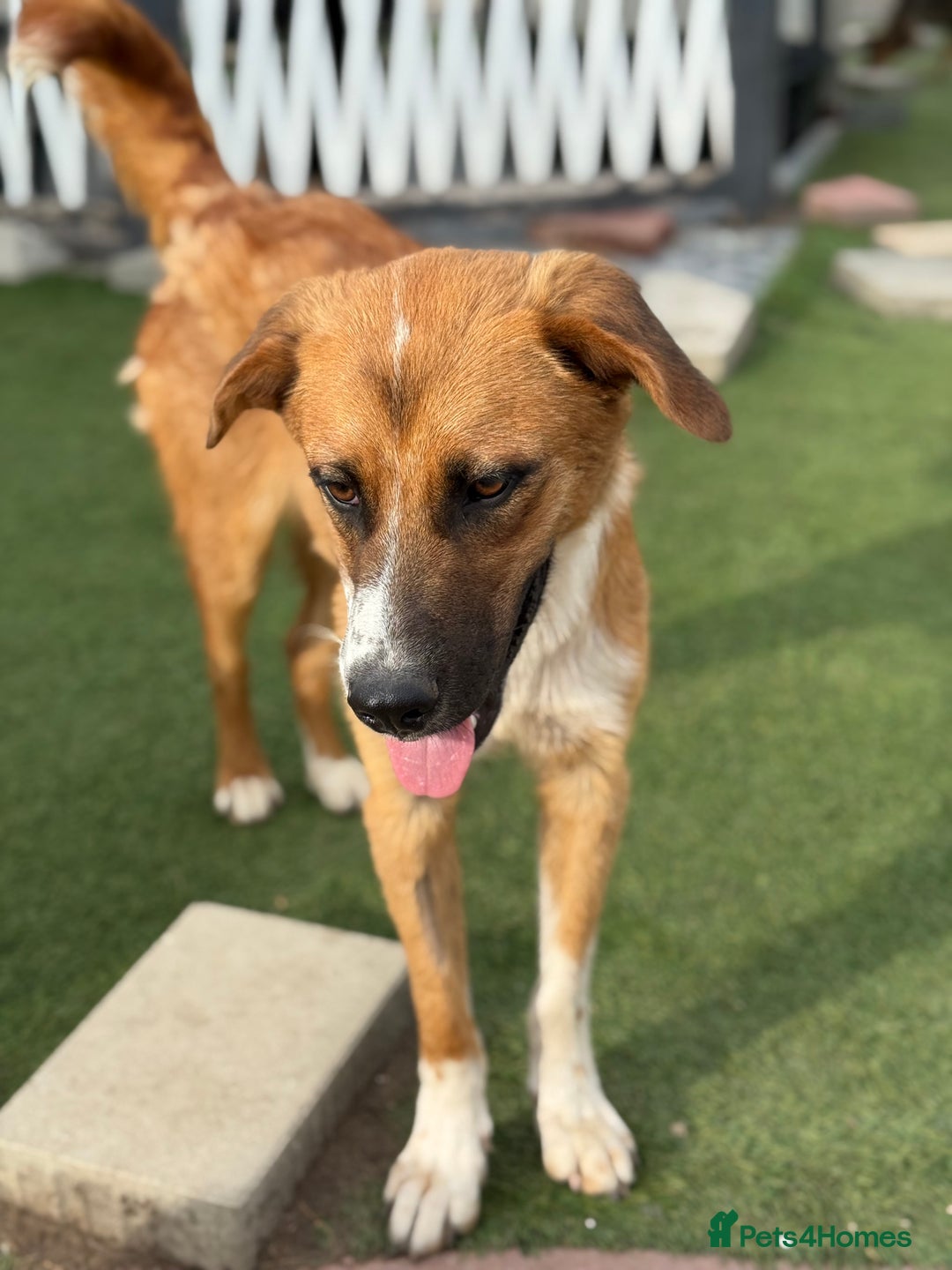Mixed Breed dogs for adoption: Sweet Armin looking for LOvE - Image 4