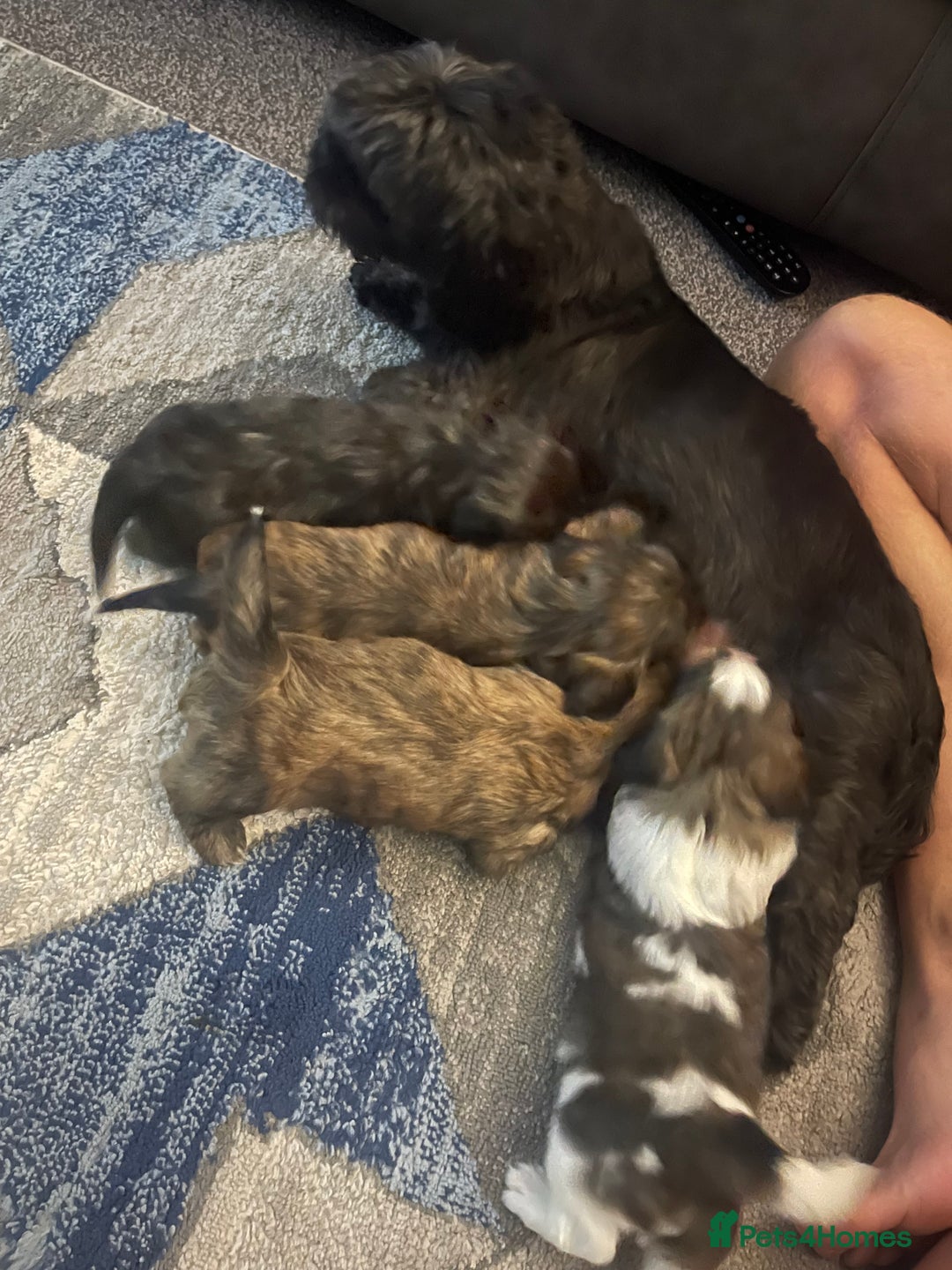 Mixed Breed dogs for sale: Beautiful Shih Tzu X Maltese pups  - Advert 10