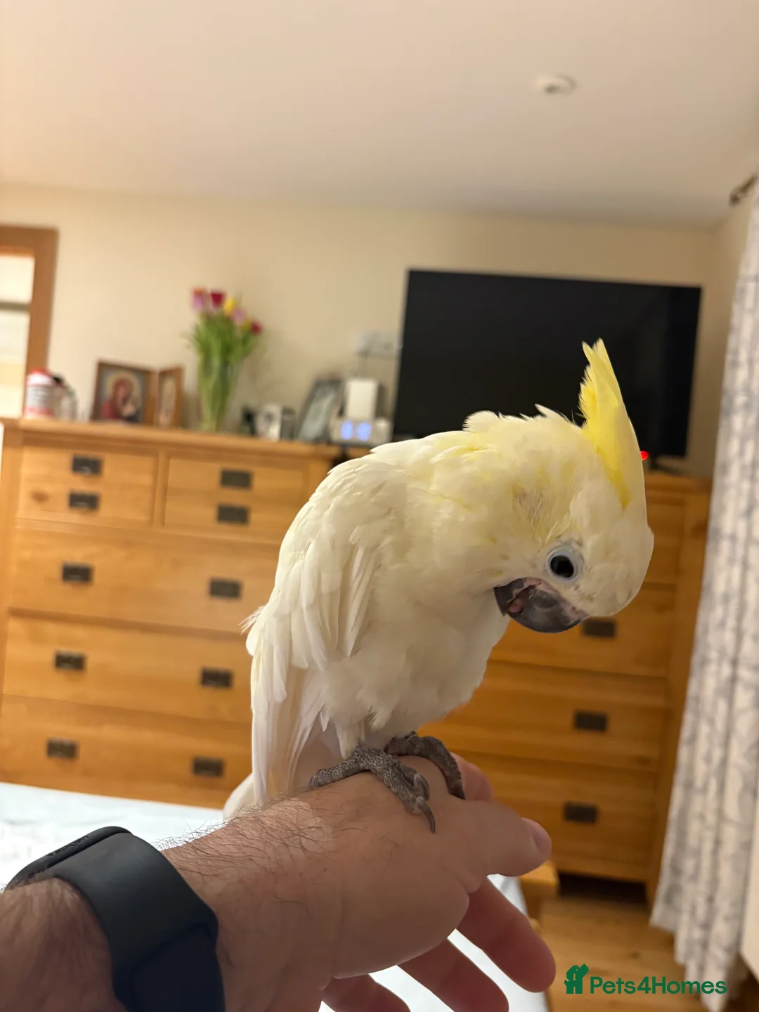 Cockatoo birds for sale: Cockatoo - Yellow Crested Sulphur Lasser Cockatoo - Advert 2