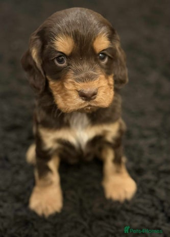 Cocker Spaniel dogs - Advert 6