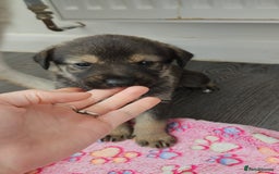 Mixed Breed dogs for sale: Wolfdog x cane corso - Image 4