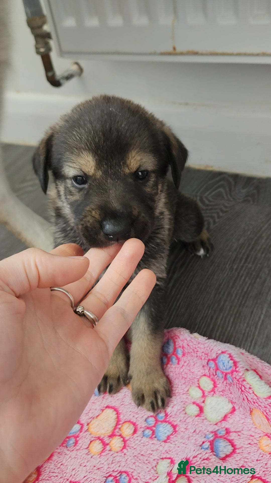 Mixed Breed dogs for sale: Wolfdog x cane corso - Image 4