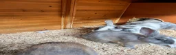 Mixed Breed rabbits for sale: Baby Dwarf Lop x Lionhead in Lichfield - Advert 12