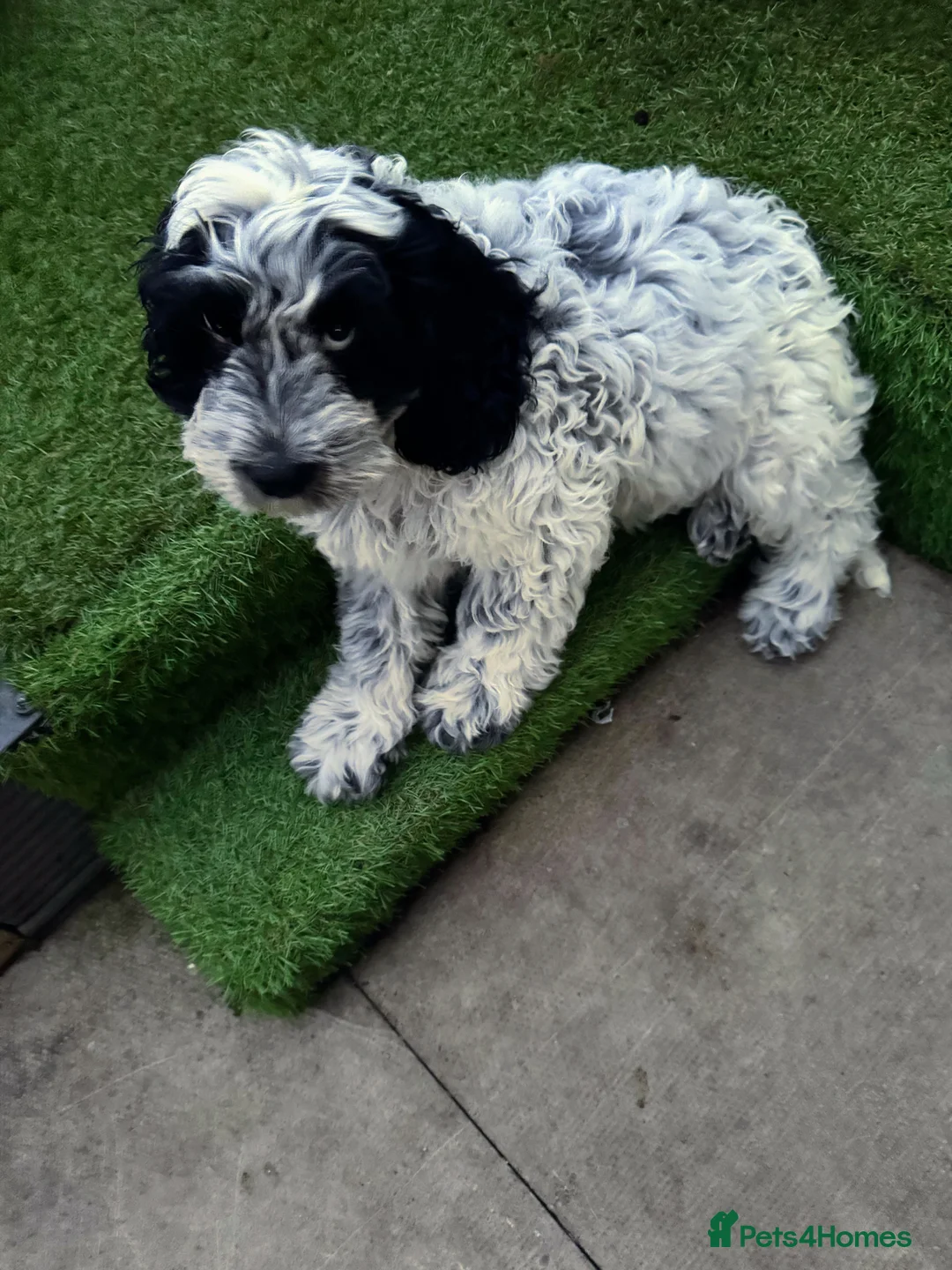 Cockapoo dogs for sale: 9 month old Cockapoo male - Advert 10