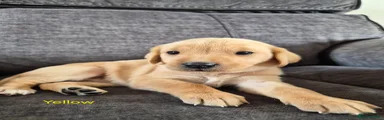 Labrador Retriever Puppy 5