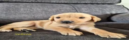 Labrador Retriever dogs for sale: KC Registered Labrador Puppies  in Dorchester - Advert 12
