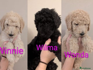 Standard Poodle dogs Standard poodles.ONLY 3 FEMALES REMAINING - Advert 6