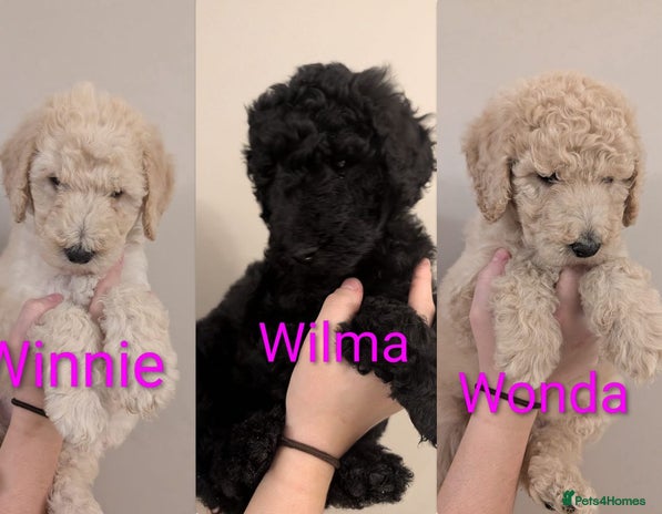 Standard Poodle dogs Standard poodles.ONLY 3 FEMALES REMAINING - Advert 4