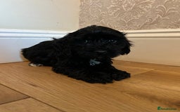 Cockapoo dogs for sale: BEAUTIFULL F1 COCKAPOO PUPPYS - Advert 12