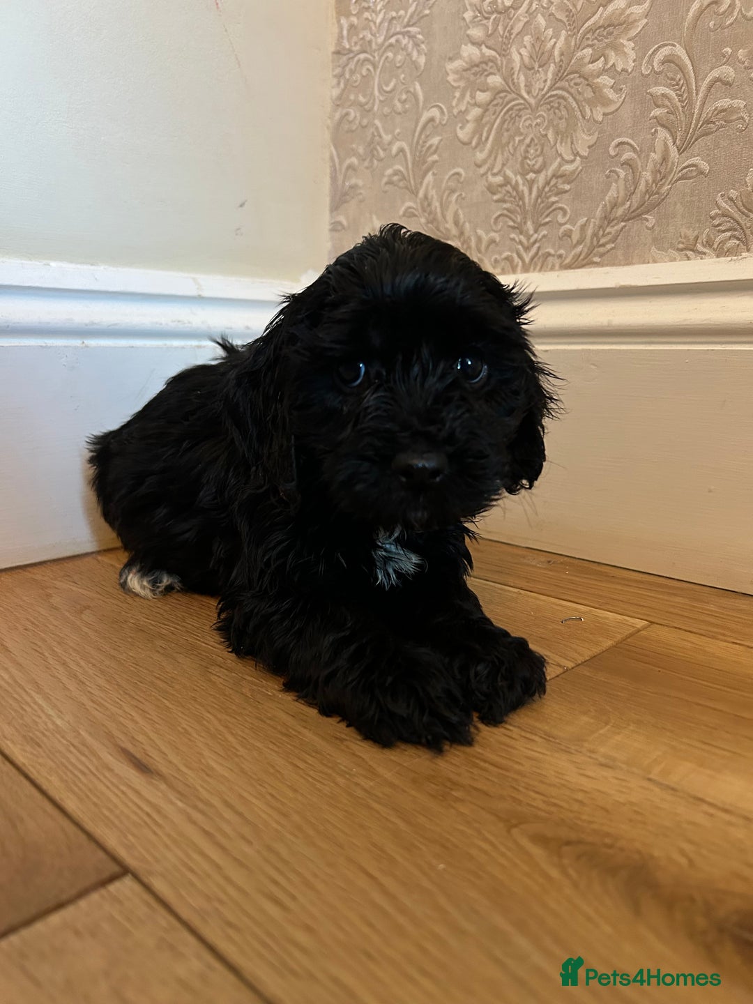 Cockapoo dogs for sale: BEAUTIFULL F1 COCKAPOO PUPPYS - Advert 12
