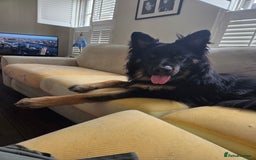 German Shepherd dogs for sale: Beautiful German Shepherd male 9 months - Image 7