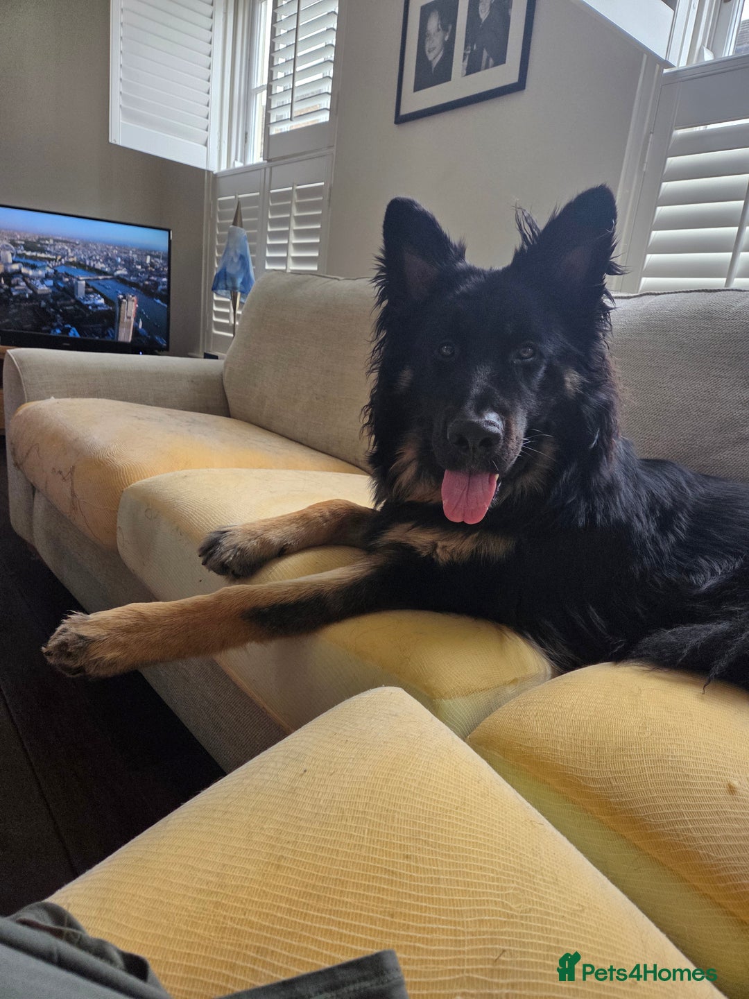 German Shepherd dogs for sale: Beautiful German Shepherd male 9 months - Image 7