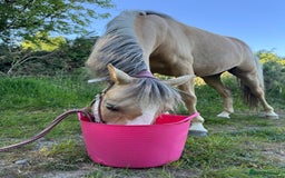 Welsh Section B horses for sale: Palomino Welsh B Non Ridden Companion/ InHand Pony - Image 5