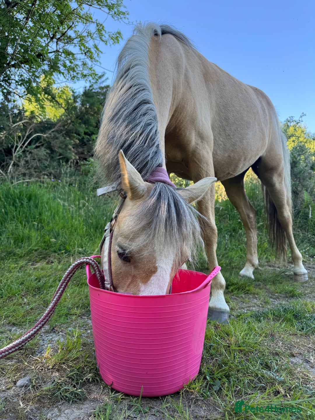 Welsh Section B horses for sale: Palomino Welsh B Non Ridden Companion/ InHand Pony - Image 5