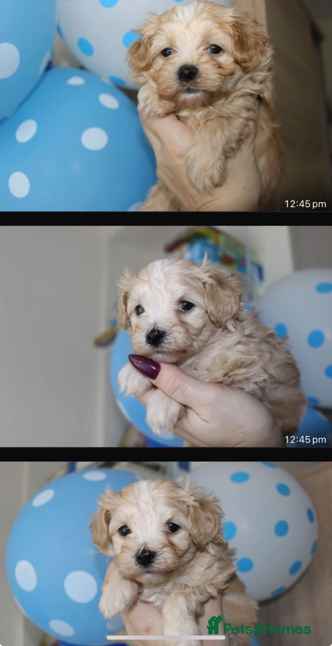 Maltese dogs for stud: 🌟Stunning KC Reg Korean Maltese boy for STUD - Advert 12