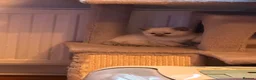 Ragdoll cats for sale: Beautiful blue point and bicolour ragdoll kittens - Advert 16