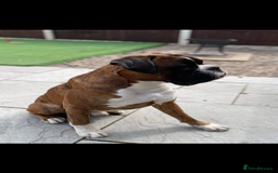 Boxer dogs for stud: KC REGISTERED BRINDLE & WHITE PROVEN STUD.   in Mexborough - Image 2