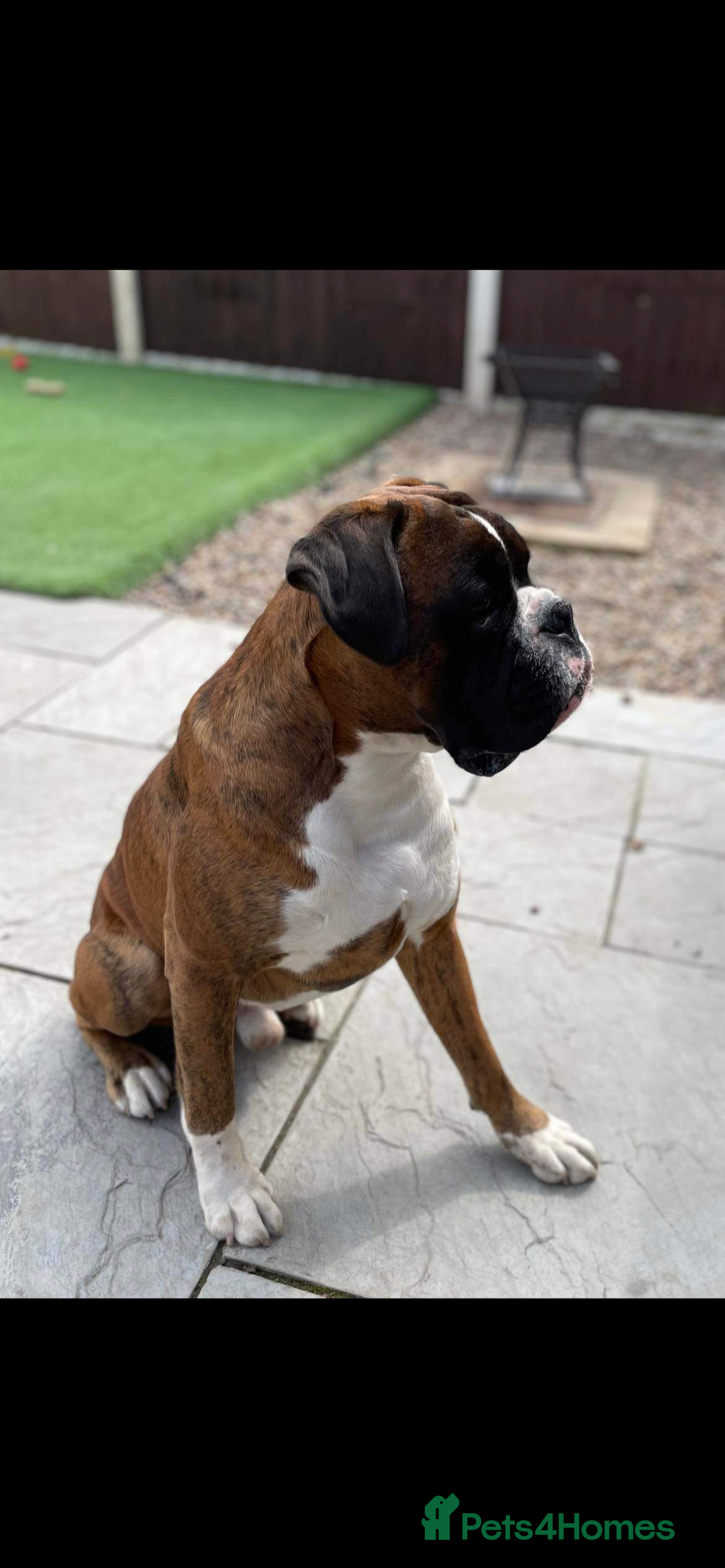 Boxer dogs for stud: KC REGISTERED BRINDLE & WHITE PROVEN STUD.   in Mexborough - Image 2