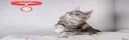 Maine Coon cats for sale: XL Stunning Maine Coon / TICA /Ready - Advert 11