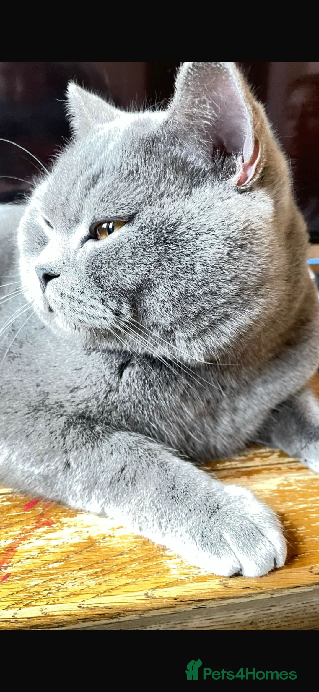 British Shorthair cats for sale: Stunning boy British Shorthair GCCF blue  - Advert 2