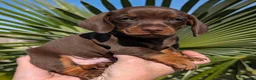 Miniature Dachshund dogs for sale: 🌟💙CHOCOLATE & TAN MINIATURE DACHSHUND MALE💙🌟 - Advert 7