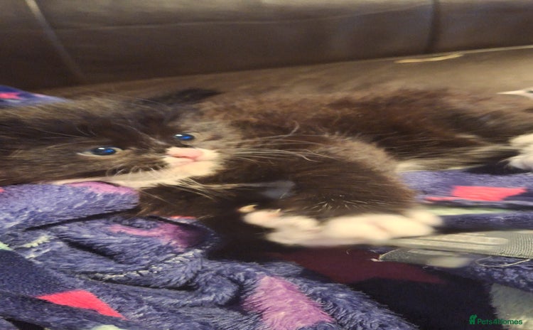 Mixed Breed cats - Advert 16