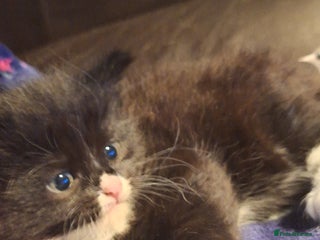 Mixed Breed cats Fluffy Kittens Gorgeous Personalities! 🐱💞 - Advert 16