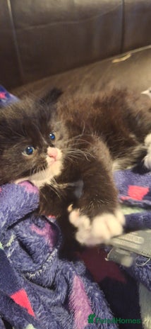 Mixed Breed cats - Advert 16