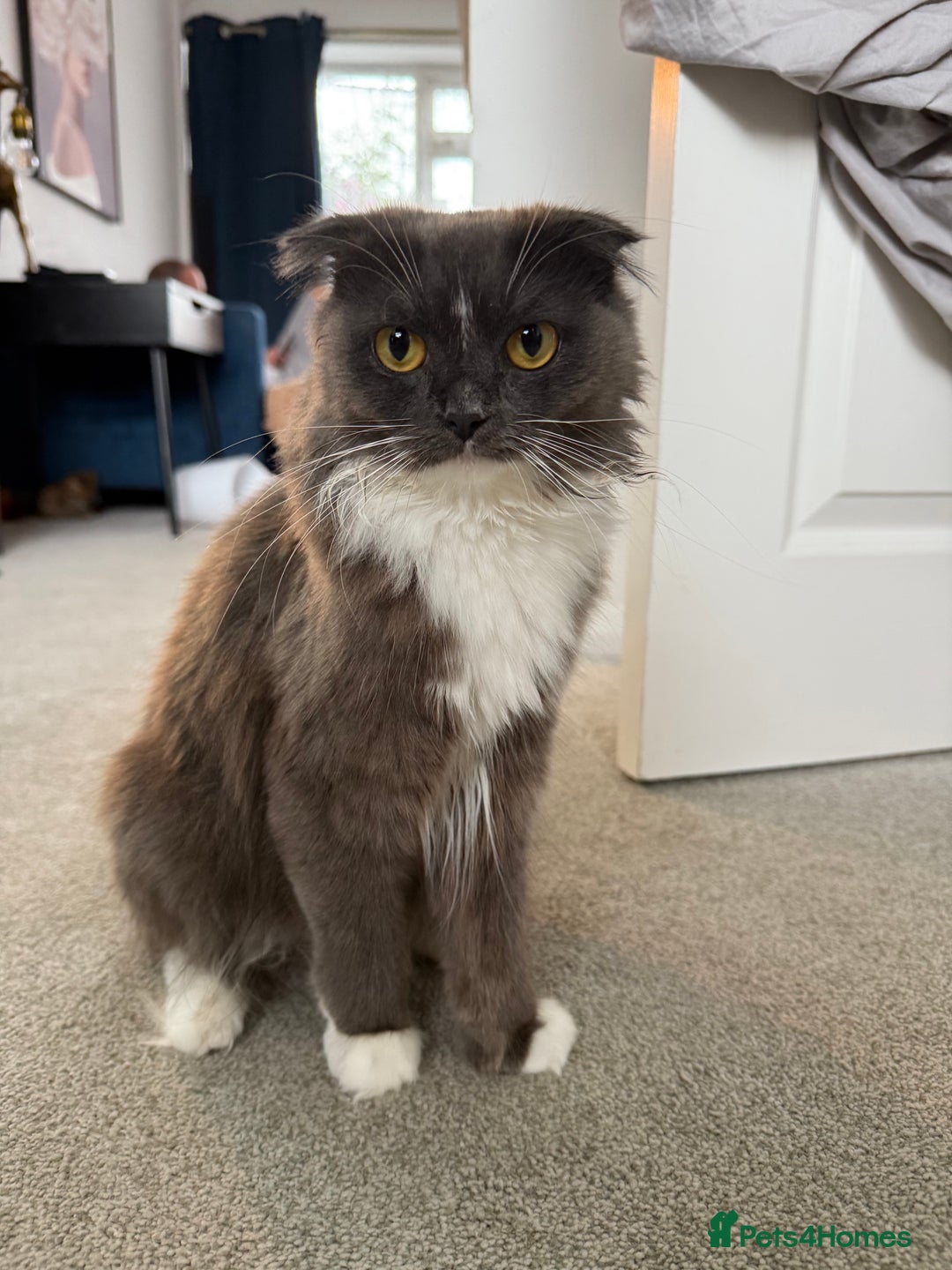 Scottish Fold cats for sale: Scottish fold X British Blue kittens for sale.  - Image 7