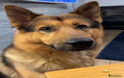 Mixed Breed dogs for sale: Weimaraner / German Shepherd puppies - Advert 19